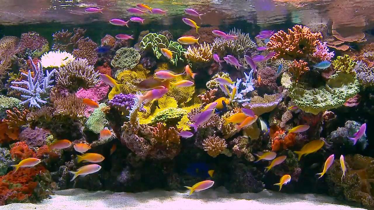 DVD rilassante per sessioni a tema marino nella stanza Snoezelen