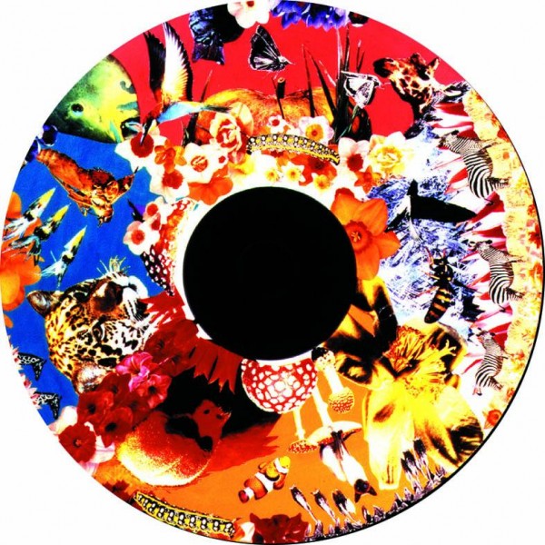 proiezione a tema safari nella stanza Snoezelen